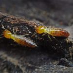Termite
